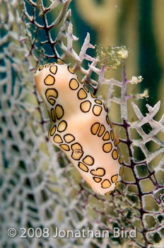 Flamingo Tongue Snail [Cyphoma gibbosum]