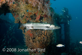 Great Barracuda [Sphyraena barracuda]