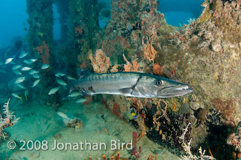 Great Barracuda [Sphyraena barracuda]