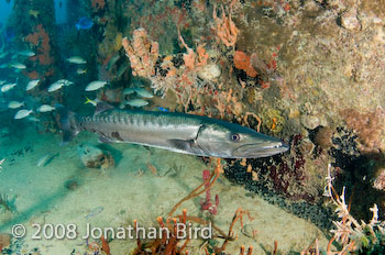 Great Barracuda [Sphyraena barracuda]