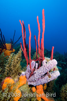 Coral Reef [--]