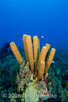 Coral Reef [--]