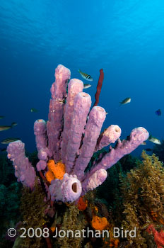 Coral Reef [--]