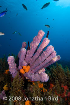 Coral Reef [--]