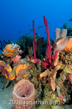 Coral Reef [--]