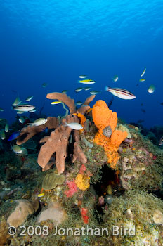 Coral Reef [--]