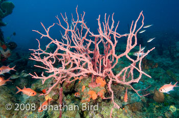 Coral Reef [--]