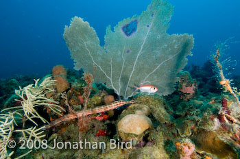 Coral Reef [--]