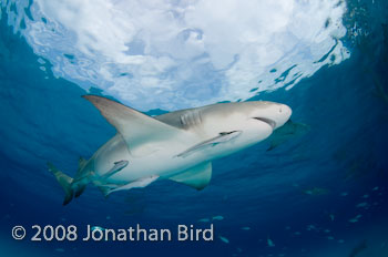 Lemon Shark [Negaprion brevirostris]