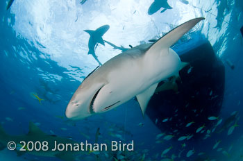 Lemon Shark [Negaprion brevirostris]