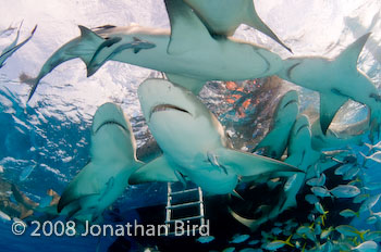 Lemon Shark [Negaprion brevirostris]