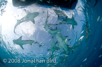 Lemon Shark [Negaprion brevirostris]