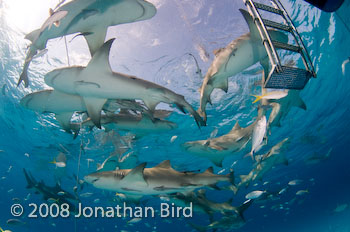 Lemon Shark [Negaprion brevirostris]