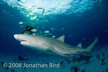 Lemon Shark [Negaprion brevirostris]