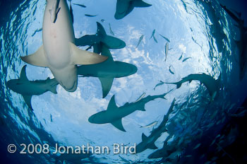 Lemon Shark [Negaprion brevirostris]