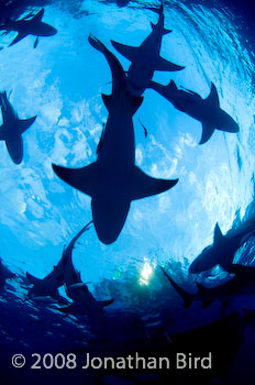 Lemon Shark [Negaprion brevirostris]