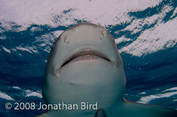 Lemon Shark [Negaprion brevirostris]