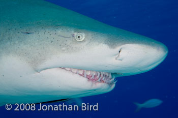 Lemon Shark [Negaprion brevirostris]