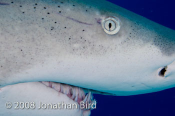 Lemon Shark [Negaprion brevirostris]