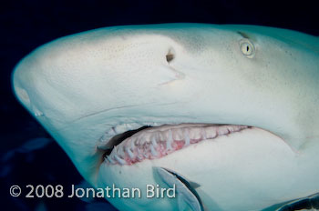 Lemon Shark [Negaprion brevirostris]