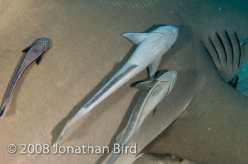 Lemon Shark [Negaprion brevirostris]