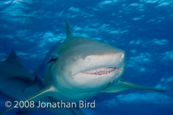 Lemon Shark [Negaprion brevirostris]