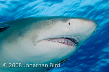 Lemon Shark [Negaprion brevirostris]