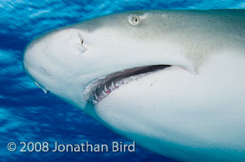 Lemon Shark [Negaprion brevirostris]