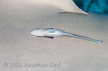 Lemon Shark [Negaprion brevirostris]