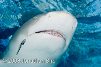 Lemon Shark [Negaprion brevirostris]