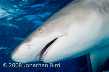 Lemon Shark [Negaprion brevirostris]