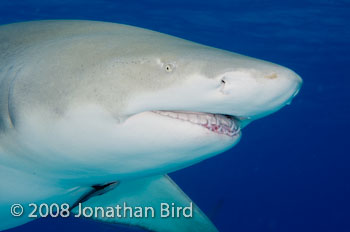 Lemon Shark [Negaprion brevirostris]