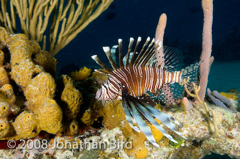 Volitans Lionfish [Pterois volitans]