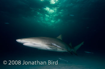 Lemon Shark [Negaprion brevirostris]