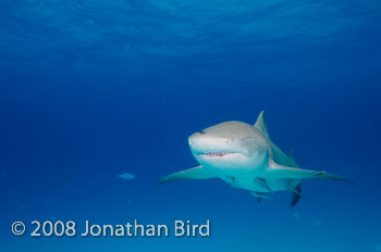 Lemon Shark [Negaprion brevirostris]