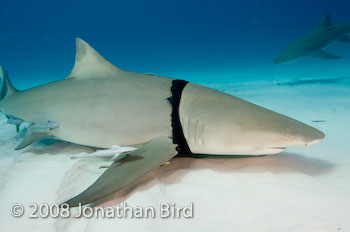 Lemon Shark [Negaprion brevirostris]