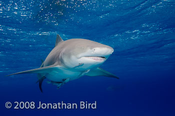 Lemon Shark [Negaprion brevirostris]