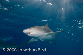 Lemon Shark [Negaprion brevirostris]