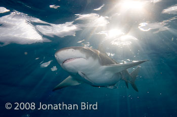 Lemon Shark [Negaprion brevirostris]