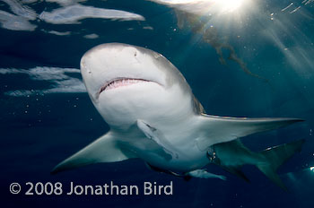 Lemon Shark [Negaprion brevirostris]