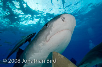 Tiger Shark [Galeocerdo cuvier]