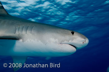 Tiger Shark [Galeocerdo cuvier]