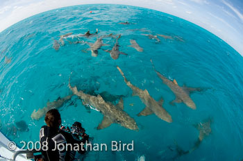 Lemon Shark [Negaprion brevirostris]