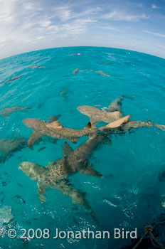 Lemon Shark [Negaprion brevirostris]