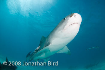 Tiger Shark [Galeocerdo cuvier]