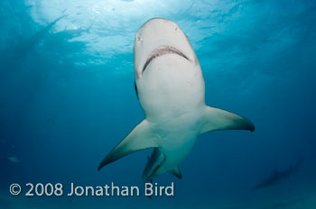 Lemon Shark [Negaprion brevirostris]