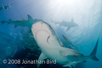 Tiger Shark [Galeocerdo cuvier]