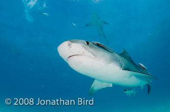 Tiger Shark [Galeocerdo cuvier]