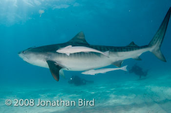 Tiger Shark [Galeocerdo cuvier]