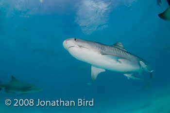 Tiger Shark [Galeocerdo cuvier]